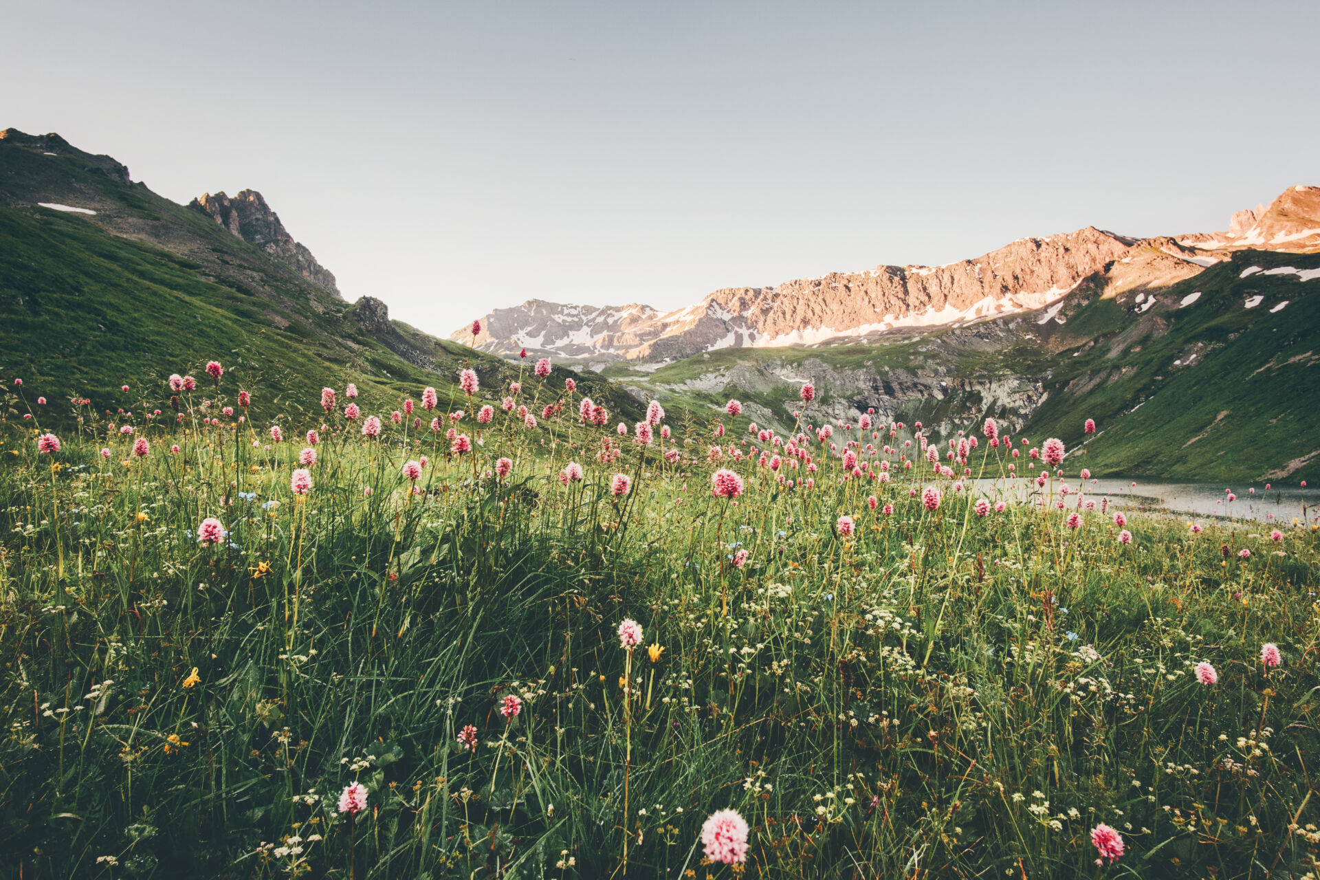 Landskapsbilde med blomster, gress og fjell i bakgrunn